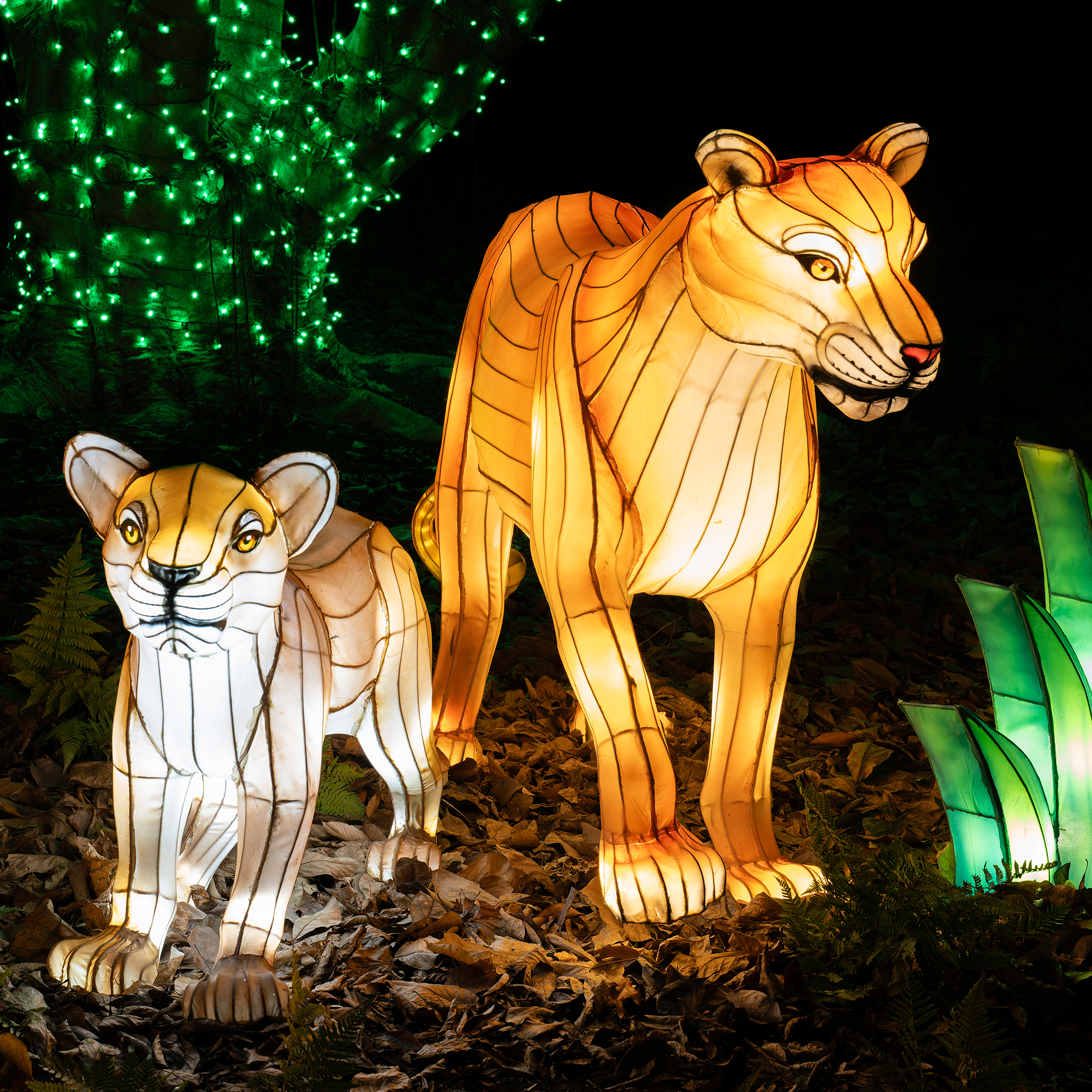 Zoo Lights